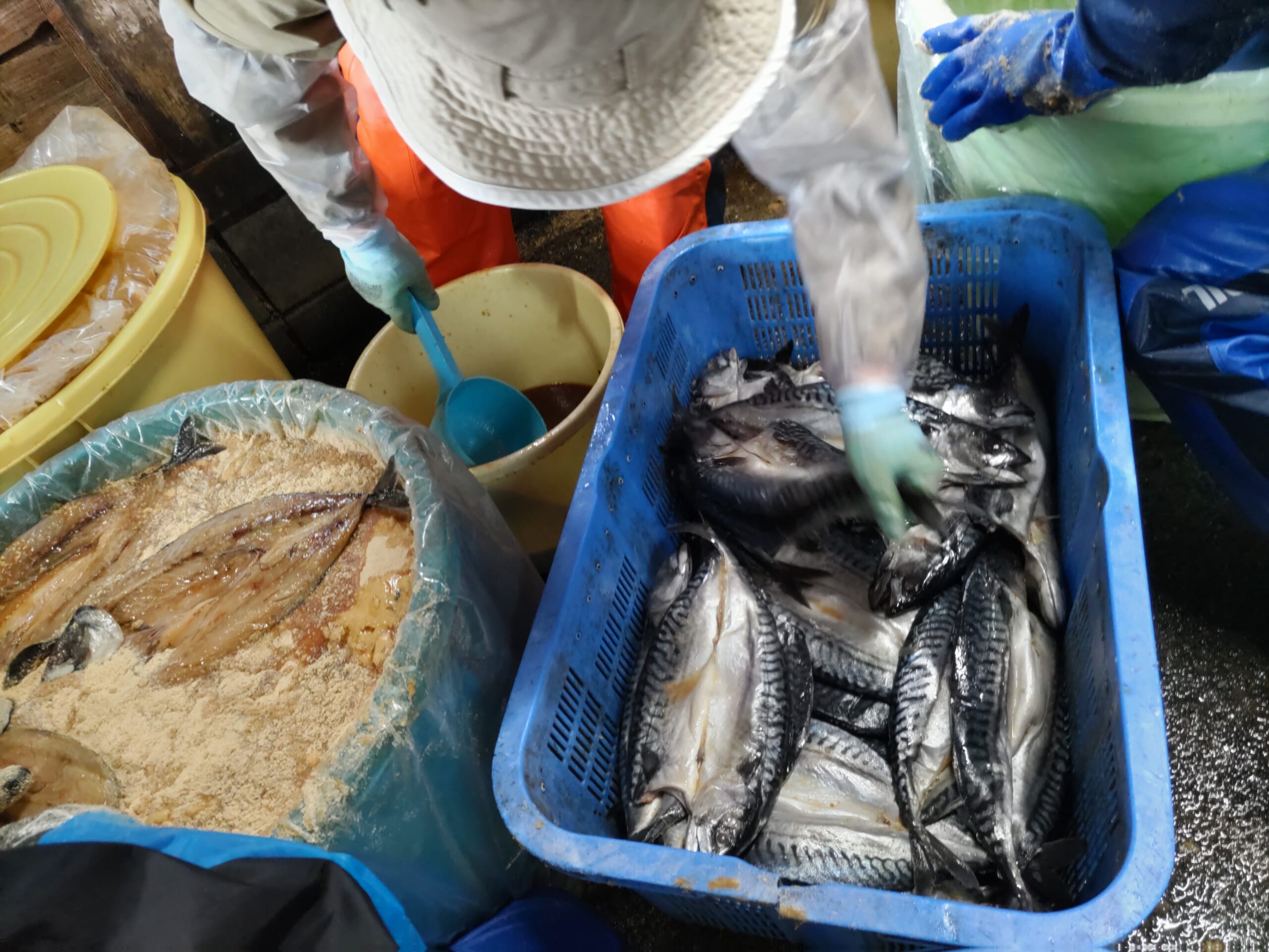 美浜のサバのへしこ製造工程　本漬けの画像