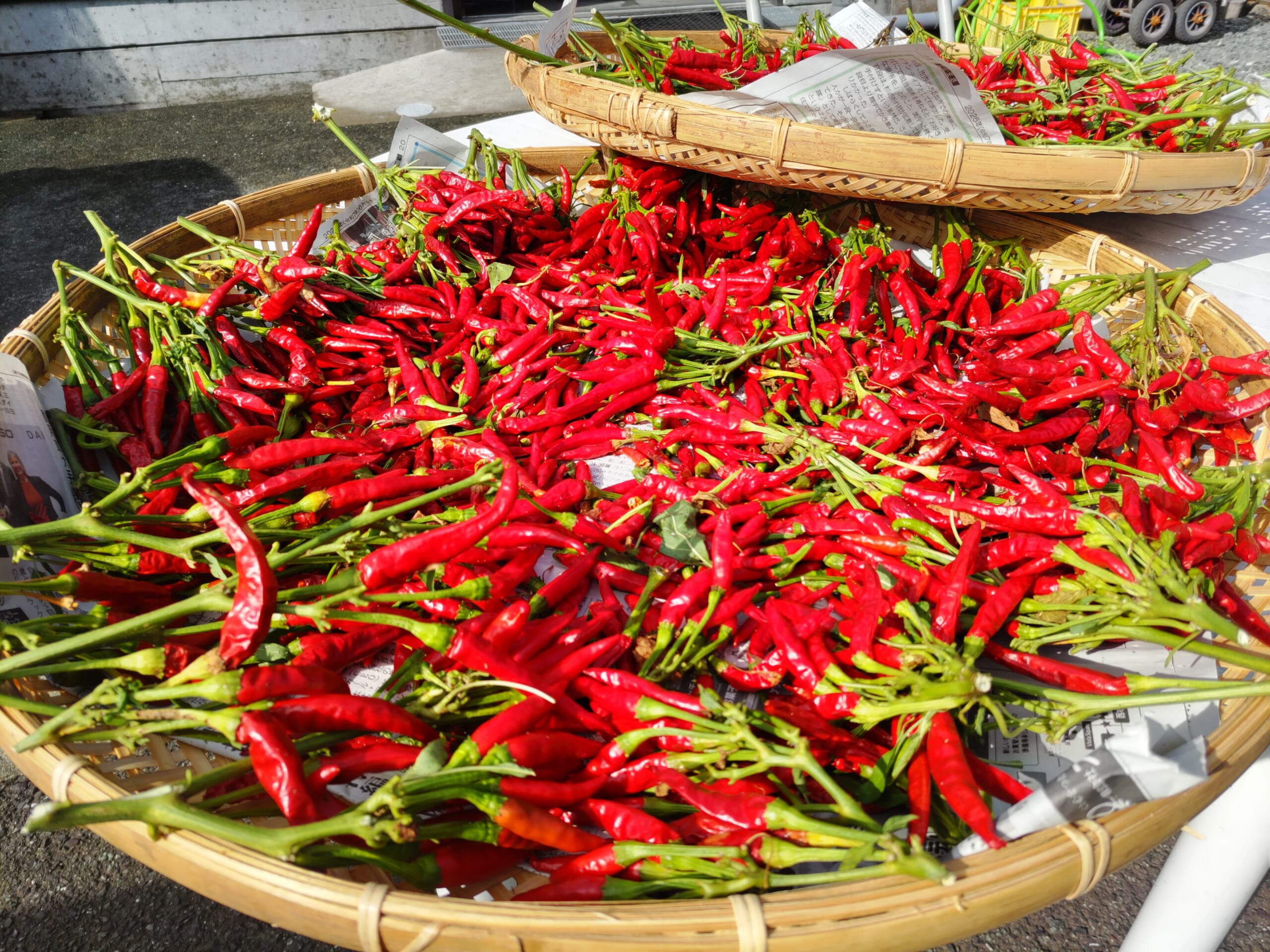 美浜のへしこ製造工程　唐辛子の天日干し（美浜産）の画像